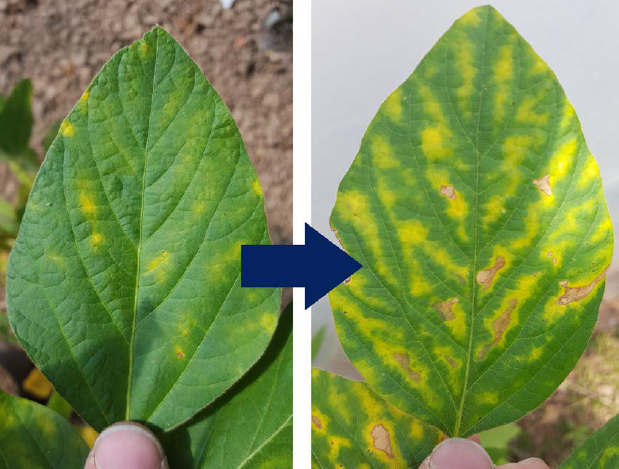 Distribuição e evolução dos sintomas de fitotoxidade nas plantas