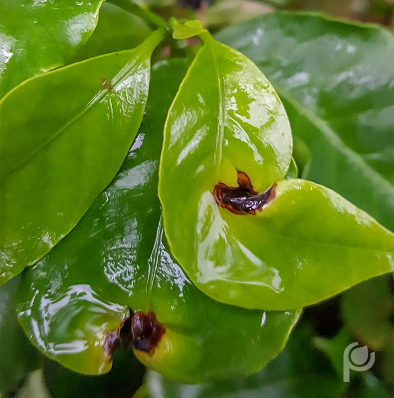 Sintmas de mancha-de-phoma em folha de cafeeiro