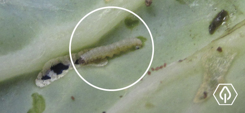 Figura 1 – Dano causado pela traça-das-crucíferas (P. xylostella).