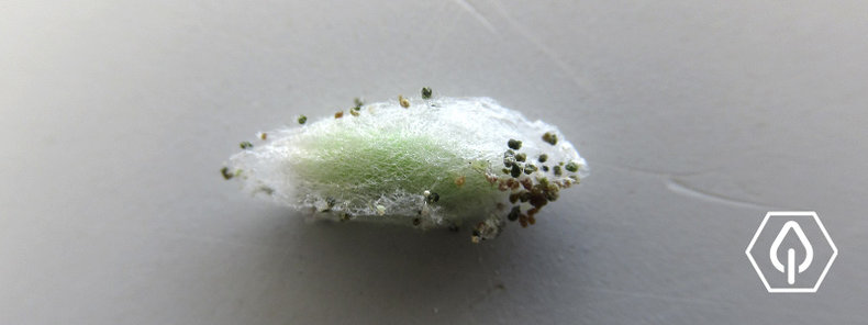 Figura 3 – Pupa da traça-das-crucíferas (P. xylostella).