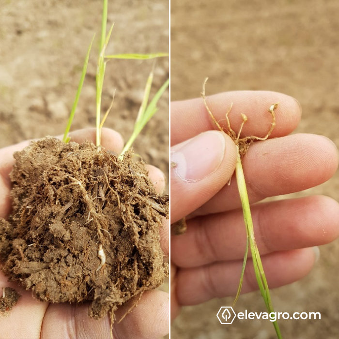 Figura 2. Plantas com aspecto de amarelecimento na parte aérea, e galhas nas raízes sintomas típicos do parasitismo do nematoide-das-galhas.