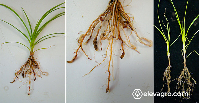Figura 3. Plantas daninhas do gênero Cyperus spp., apresentando sintomas do parasitismo causado por Meloidogyne graminicola.