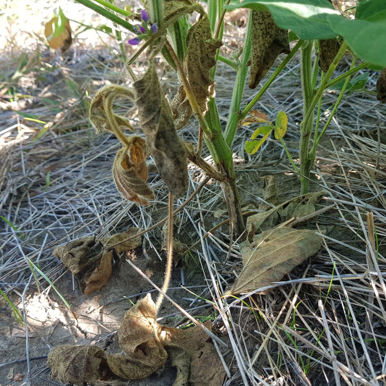 ??Plantas infectadas com podridão nas raízes