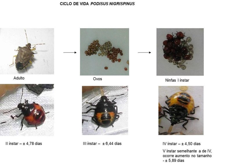 Figura 1. Ciclo de vida do predador Podisus nigrispinus. Fonte: Acervo pessoal – Alexa Santana.