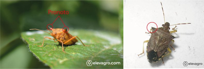 Figura 4. (A) Adulto Euschistus heros. Fonte: Silva (2013); (B) Adulto Podisus nigrispinus. Fonte: Acervo pessoal – Alexa Santana.