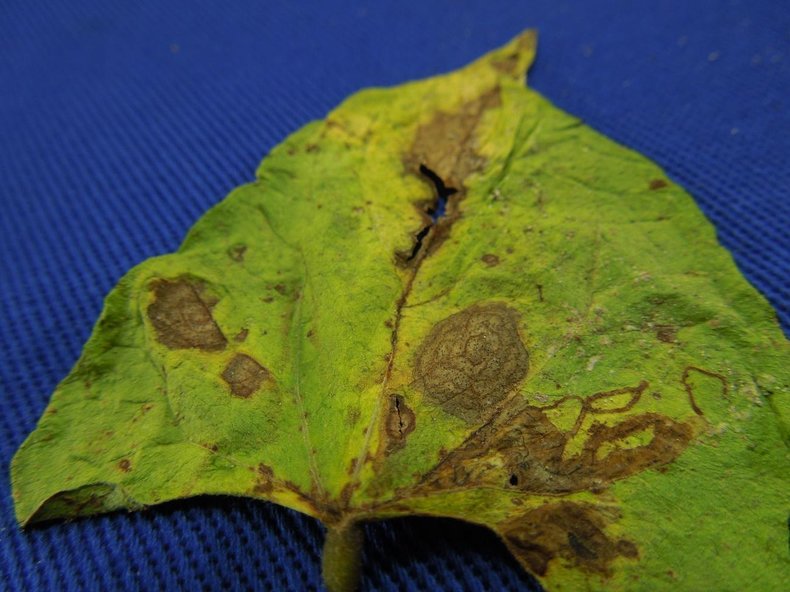 Figura 2. Folha de feijão com ataque de Alternaria sp., em que o tecido lesionado secou e caiu, deixando um “buraco” no tecido. Fonte: Mônica Debortoli (2020).