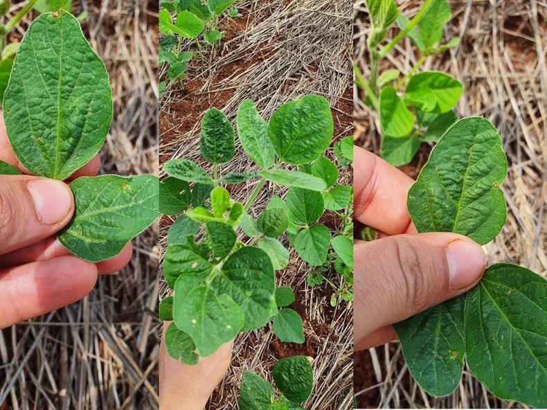 Figura 1: Sintomas de encarquilhamento de plantas de soja (Glycine max) em uma lavoura comercial localizada no município de Boa Vista do Cadeado, Rio Grande do Sul. Fonte: Bruno Rafael Casarin Gai.