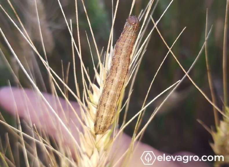 Figura 1. Lagarta-do-trigo, Pseudaletia sequax