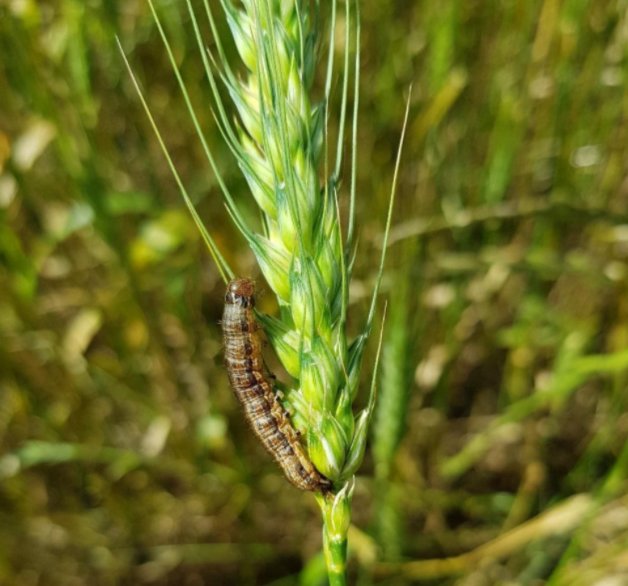Figura 2. Lagarta-do-trigo, Pseudaletia sequax