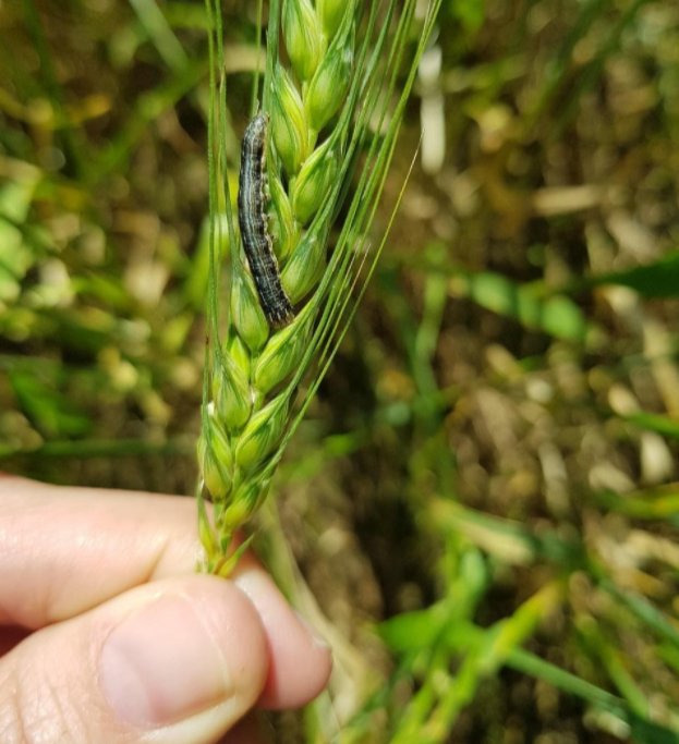 Figura 3. Lagarta-do-trigo, Pseudaletia sequax