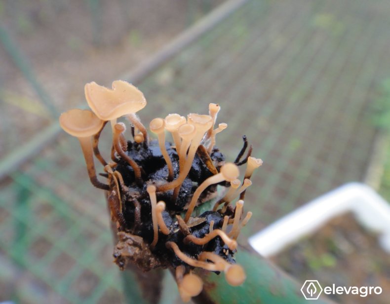 Figura 3. Apotécios de Sclerotinia sclerotiorum germinados de esclerócio retirado do solo. Fonte: Marcelo Gripa Madalosso (2013). Disponível em: https://elevagro.com/foto/apotecios-de-sclerotinia-sclerotiorum-germinados-de-esclerocio-retirado-do-solo/. Acesso em: 25 mar. 2021.