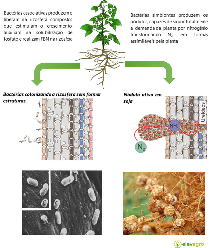 Figura 1. Diferença entre bactérias simbiontes e bactérias associativas em soja. Fonte: Anderson Marques (2020).