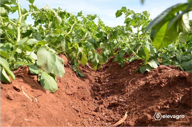 Figura 2. Lavoura de batata. Fonte: Elevagro.
