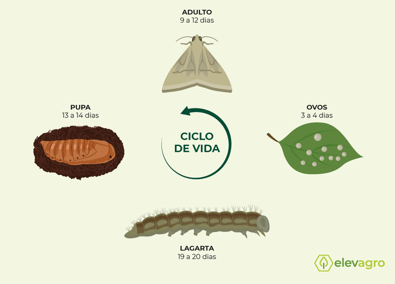 ciclo-desenvolvimento-helicoverpa-armigera