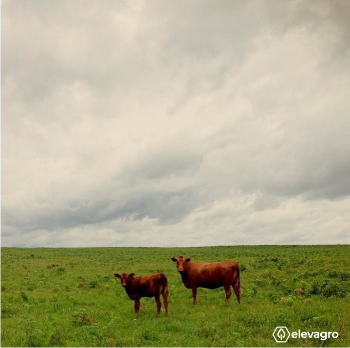 relacoes-ecologicas-pastagem-nativa