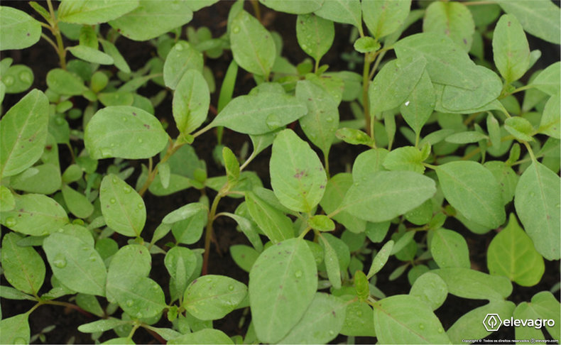 principais-plantas-daninhas-de-pastagens-caruru-roxo-amaranthus-hybridus