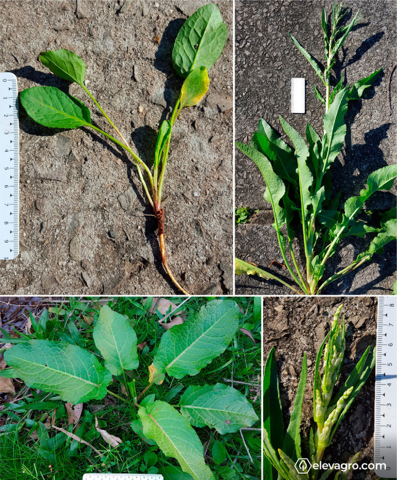 principais-plantas-daninhas-de-pastagens-lingua-de-vaca-rumex-obtusifolius