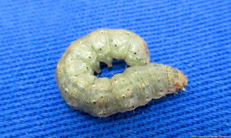 lagarta-rosca-agrotis-ipsilon-elevagro