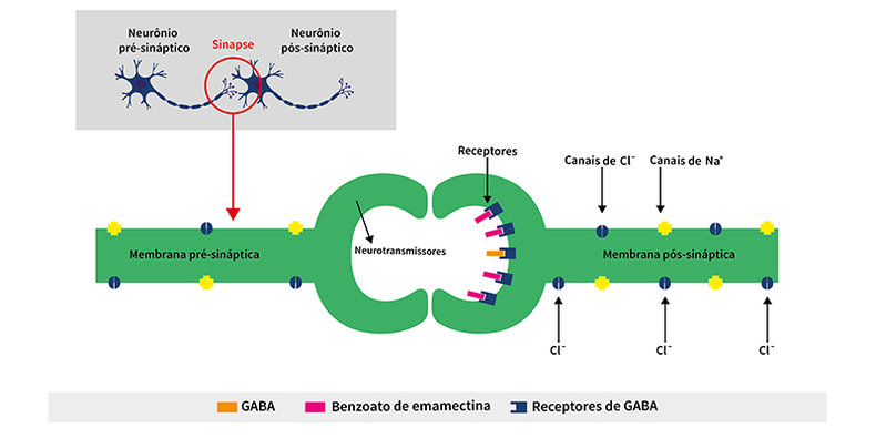 Figura 1. Esquema ilustrativo do dos receptores de GABA sendo ocupados pelo Benzoato que induz a entrada de cloro na célula.