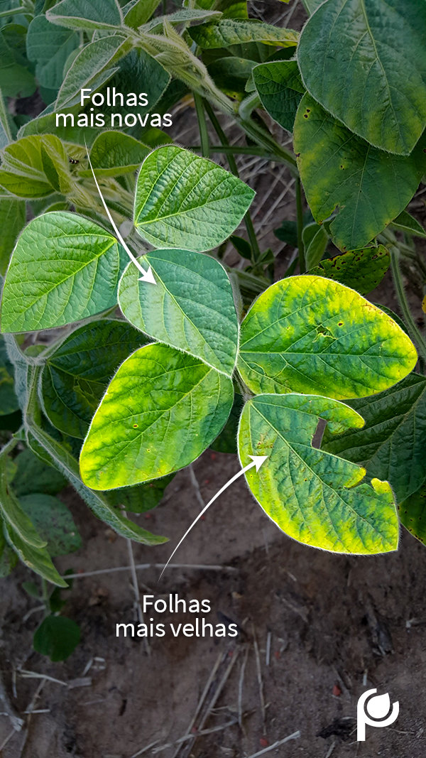 Plantas de soja deficientes em potássio ficam mais suscetíveis a Cercospora kikuchii