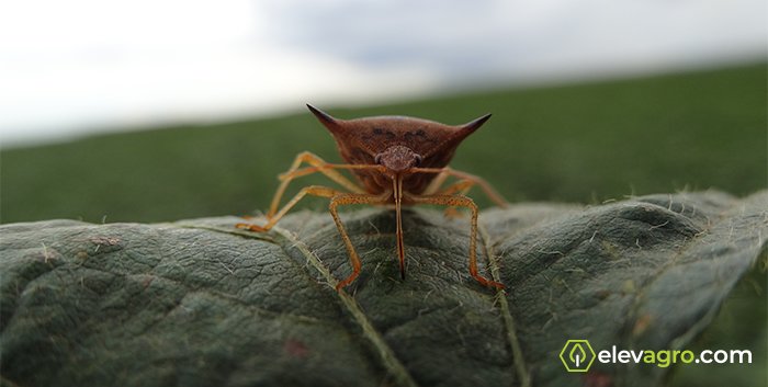 Descrição E Biologia Do Percevejo-marrom (Euschistus Heros)