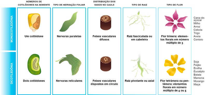 Você conhece as principais diferentes entre monocotiledôneas e as