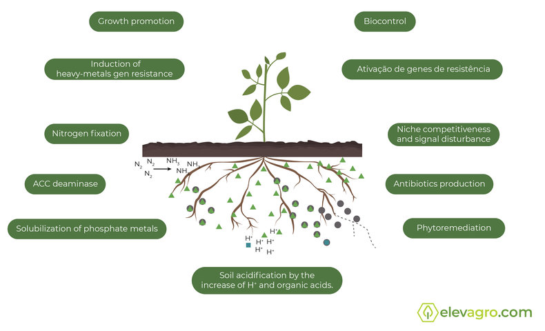 Bacillus: Benefits and capabilities | Materiais Técnicos | Elevagro