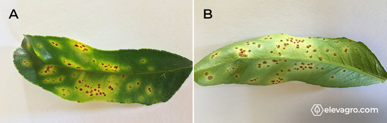 Figura 1- Lesões do patógeno em folhas. A) Parte adaxial da folha infectada. B) Parte abaxial da folha infectada.