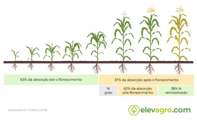 Nutri\u00e7\u00e3o e aduba\u00e7\u00e3o do milho para altos rendimentos | Cursos | Elevagro