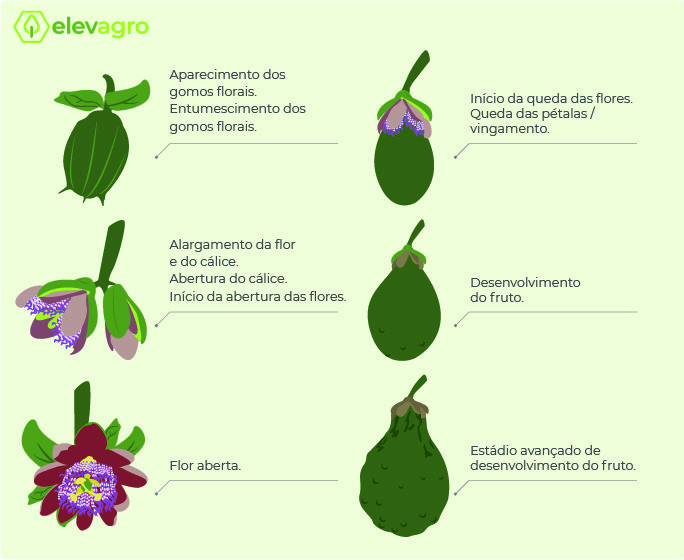 estados vegetativos e as suas características na cultura do maracujá-doce