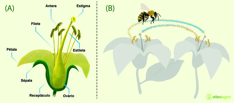 Figura 1. A) Estruturas florais. B) Processo de transporte de pólen da antera de uma flor até o estigma de outra flor. O processo de transporte e deposição do pólen é realizado por um vetor biológico, ou seja, um organismo vivo denominado de polinizador. Fonte: Elevagro.