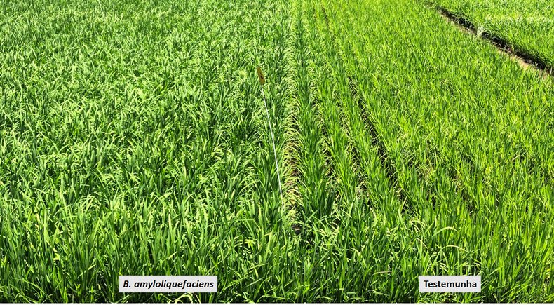Efeito de diferentes tratamentos com nematicidas biológicos via tratamento de sementes no controle de Meloidogyne graminicola em arroz (cultivar IRGA 424).