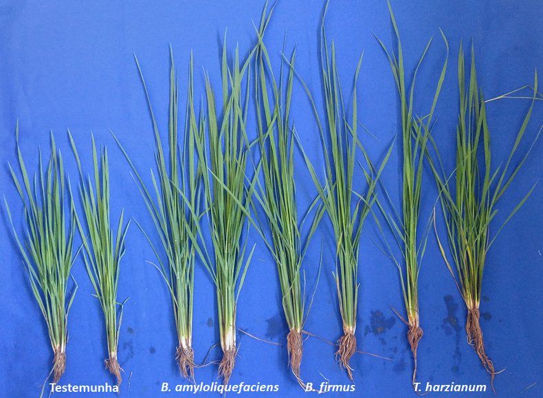 Efeito de diferentes nematicidas biológicos no desenvolvimento de plantas de arroz (cultivar IRGA 424) em área naturalmente infestada com Meloidogyne graminicola.
