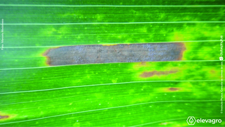 Figura 1. Sintoma de cercóspora na folha de milho Fonte: Marcelo Gripa Madalosso (2017). Disponível em: https://elevagro.com/foto/sintoma-de-cercospora-na-folha-de-milho/.
