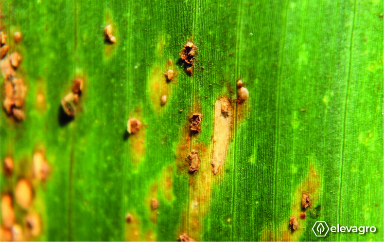 Figura 3. Ferrugem polissora (Puccinia polysora) em milho Fonte: Marcelo Gripa Madalosso. Disponível em: https://elevagro.com/foto/ferrugem-polissora-puccinia-polysora-1/.