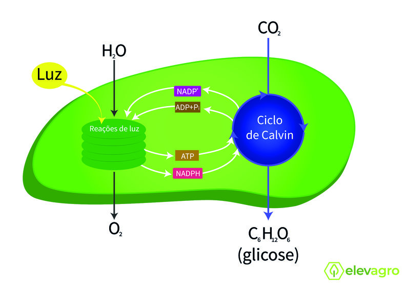 Figura 2. Esquema ilustrando a entrada de CO2 no Ciclo de Calvin Benson e sua fixação em glicose. Fonte: Elevagro (2019).
