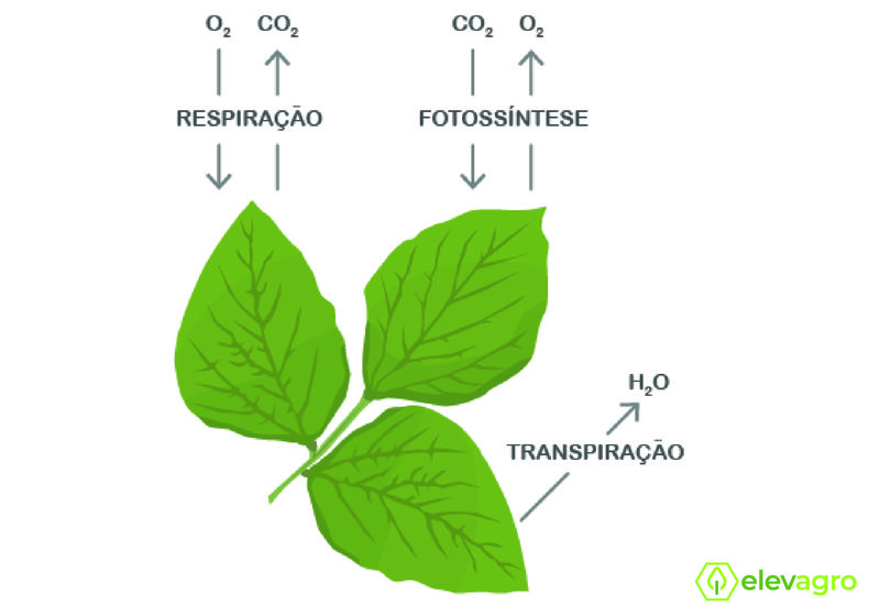 Figura 3. Diferença entre os processos de fotossíntese, respiração e transpiração. Fonte: Elevagro (2020).
