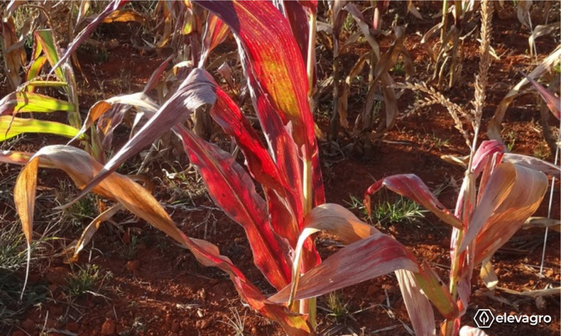 Figura 3. Enfezamento vermelho em milho. Fonte: Nedio Tormen. Disponível em: https://elevagro.com/foto/enfezamento-vermelho-em-milho/. 