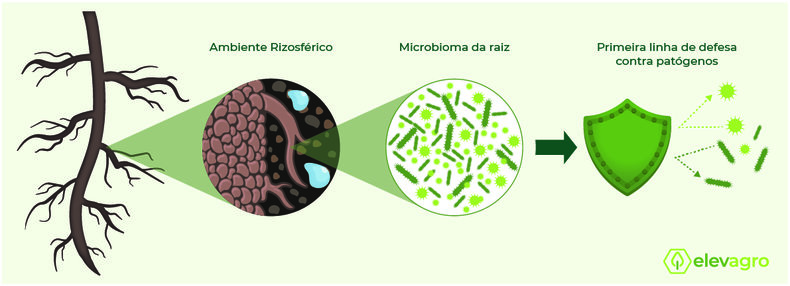 Figura 1. O microbioma é a primeira linha de defesa das plantas contra patógenos. 