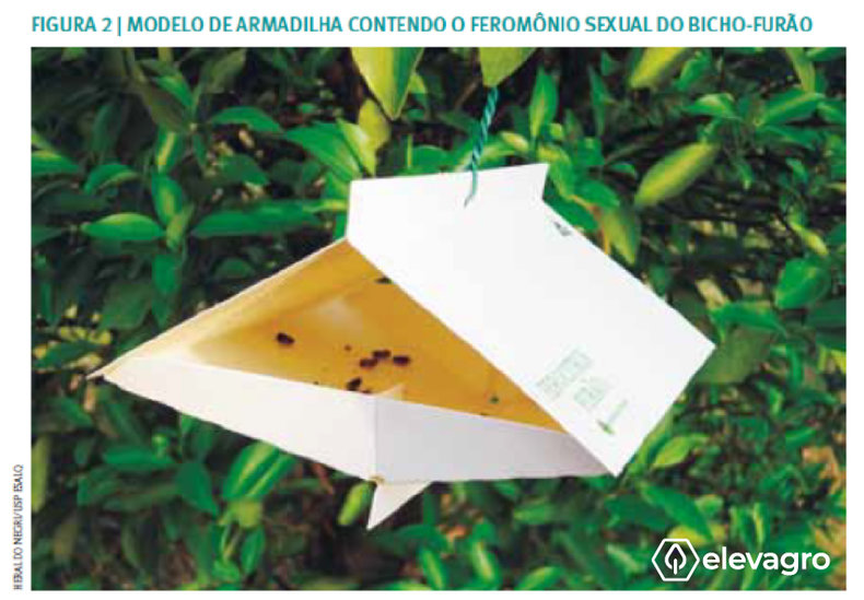 Figura 2.  Furão-do-citros (Ecdytolopha aurantiana), praga importante na citricultura. Fonte: https://www.esalq.usp.br/visaoagricola/sites/default/files/va02-pragas04.pdf