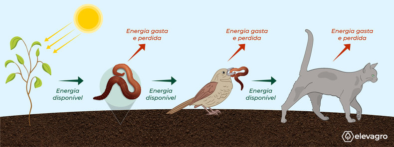 Figura 1. Demonstração do fluxo de energia e das perdas que ocorrem. Fonte: Elevagro (2021).