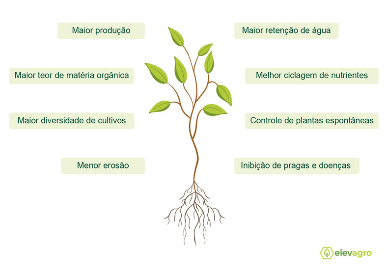 Figura 1. Benefícios que as leguminosas trazem ao sistema agrícola. Fonte: elaborado pela autora (2021).