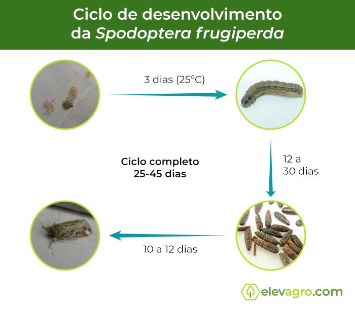 ciclo-desenvolvimento-spodoptera-frugiperda
