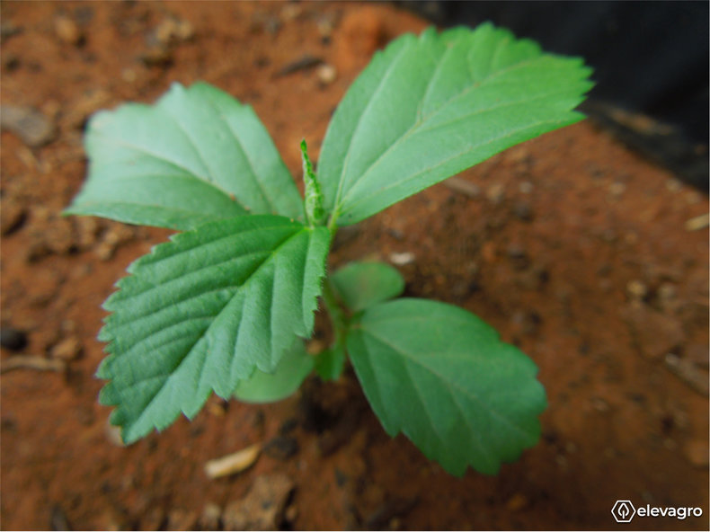 principais-plantas-daninhas-de-pastagens-guanxuma-sida-rhombifolia