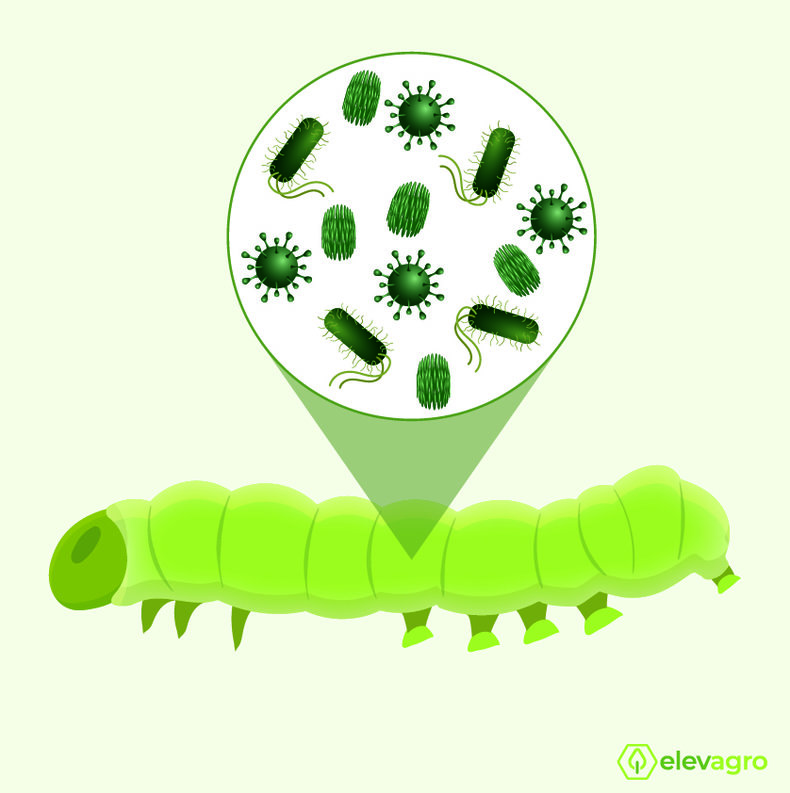 microbioma-inseto-composto-por-bactérias-fungos-protozoarios-fungos-vivem-no-intestino-invertebrado