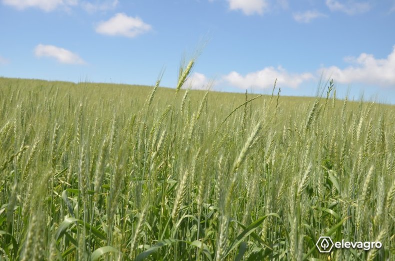 para-a-safra-2020-2021-em-santa-catarina-espera-se-uma-media-produtiva-de-3-toneladas-por-hectare-de-trigo