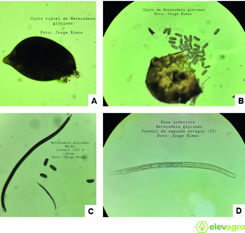 caracteristicas-morfologicas-de-heterodera-glycines-visualizadas-em-microscopia-optica-cisto-viavel-inviavel-macho-ovos