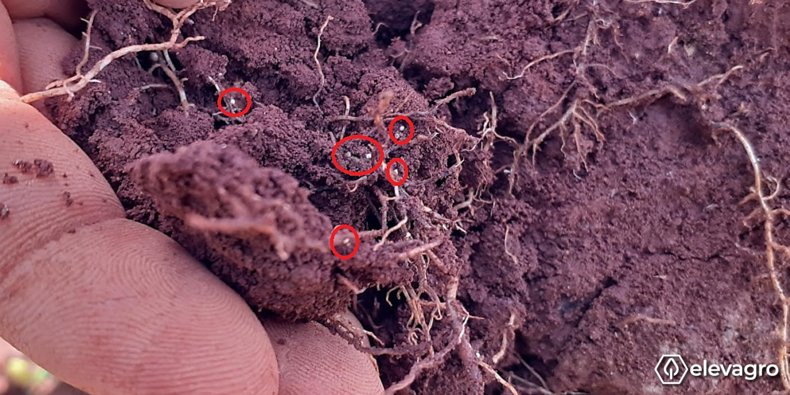 presenca-de-cistos-em-raizes-de-soja-os-quais-possuem-uma-protecao-rigida-para-preservar-os-ovos-de-heterodera-glycines-viaveis-por-varios-anos-no-solo