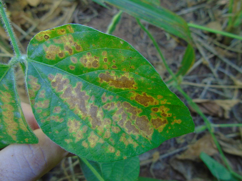 Figura 2. Sintomas de mancha-aureolada em folhas de soja. Fonte: Autor.