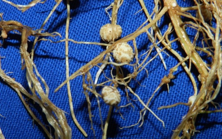 plantas-de-soja-com-nodulos-nas-raizes-elevagro